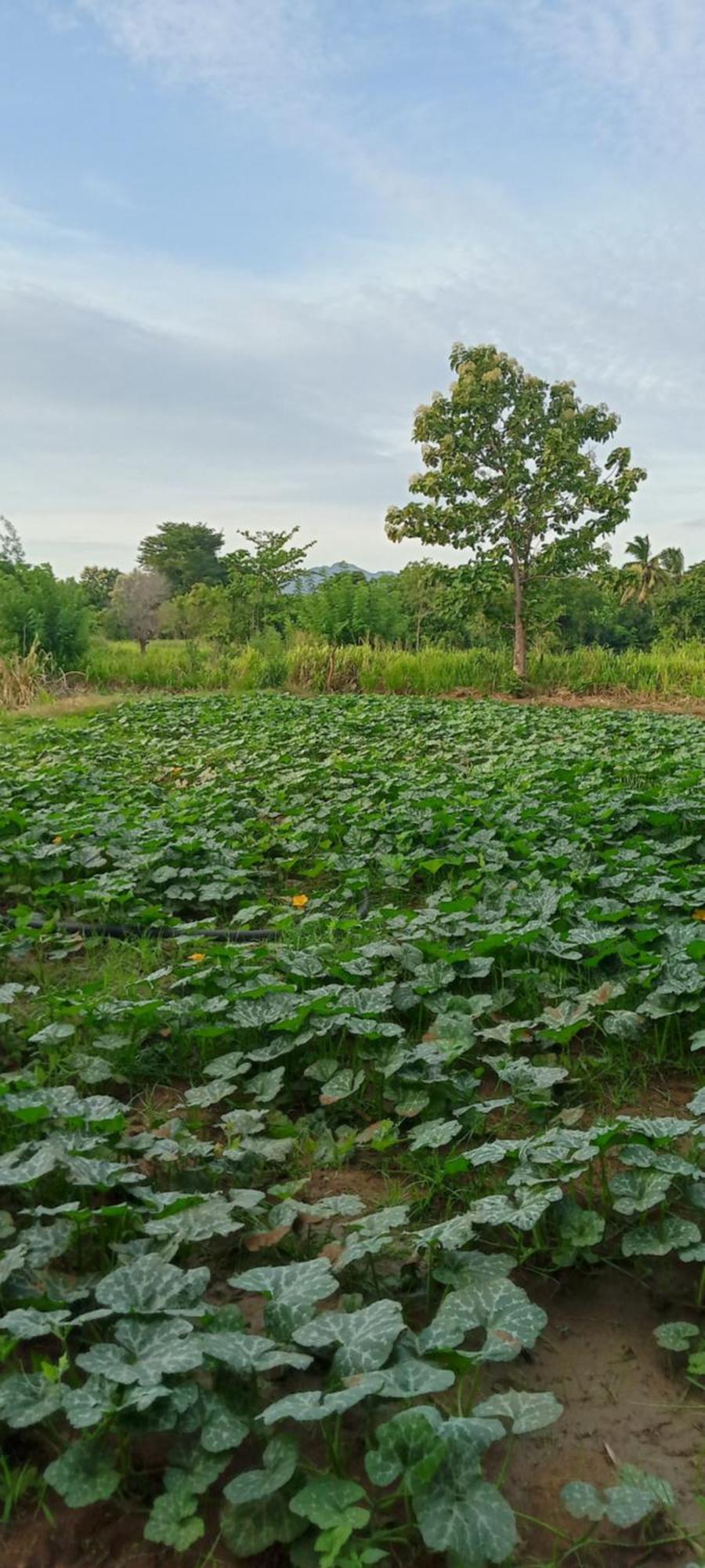 Gimhana Homestay Sigiriya Exteriör bild