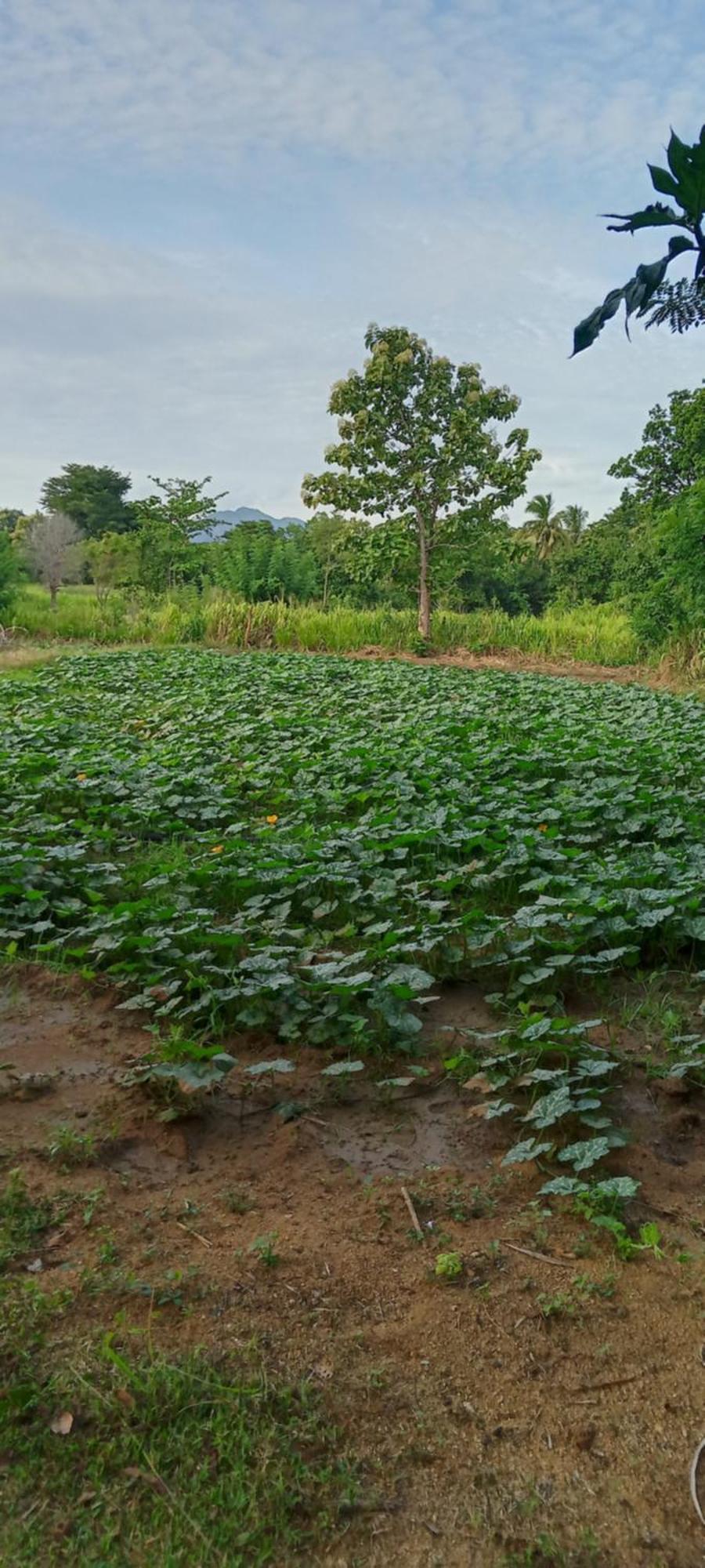 Gimhana Homestay Sigiriya Exteriör bild