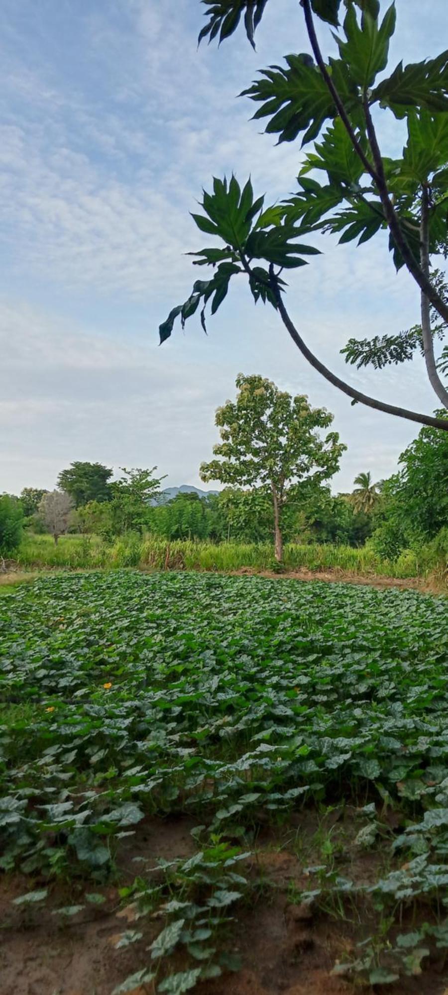 Gimhana Homestay Sigiriya Exteriör bild